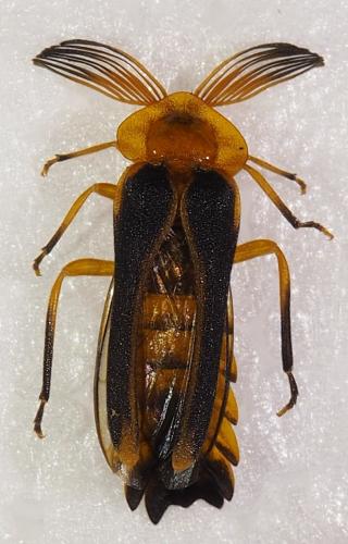 Réf. 246 398 : Dryptelytra cayennensis